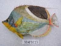 藏品(鞍斑蝴蝶魚)的圖片